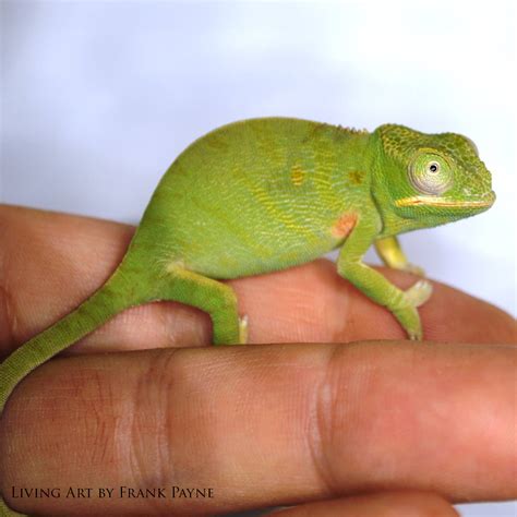 Furcifer minor female 3 - Chameleon Breeder Podcast