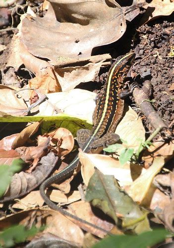 Zentralamerikanische Ameive , NGIDn153623077 | naturgucker.de ...