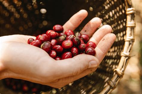 What's So Special About Peaberry Coffee?