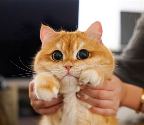 2056 best British Shorthair images on Pholder | Britishshorthair, Aww