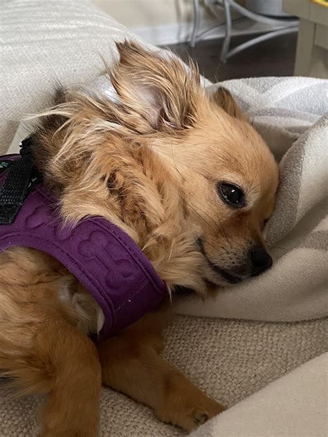 My sweet Pomchi rescue Bree 💜 : r/Pomchi