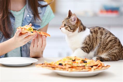 Human Foods for Cats Can Cause More Than a Bellyache