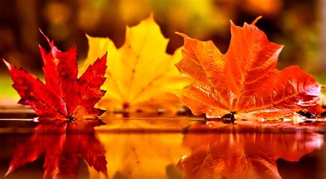 Beautiful Fall Pictures Wallpapers - Top Free Beautiful Fall Pictures
