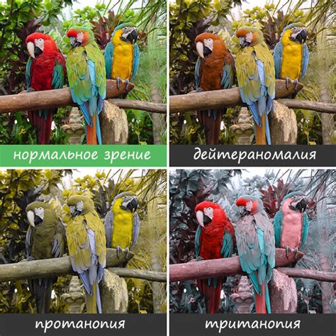 Как видят мир люди, страдающие дальтонизмом – Zagge.ru