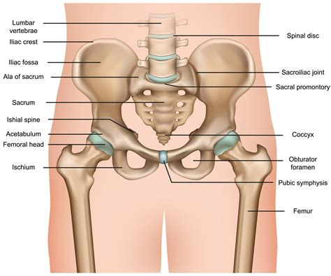 What Are The Parts Of The Hip Bone at William Everhart blog