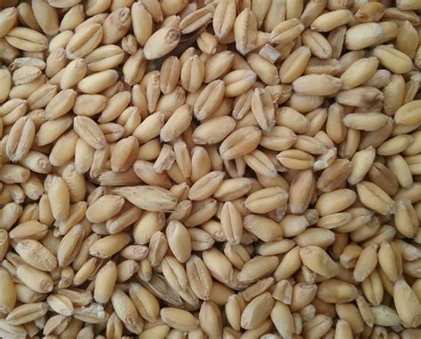 Feed Wheat – Apteka