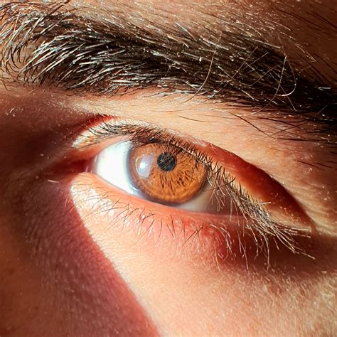 eyes brown chestnut eyes color marble brown eyes