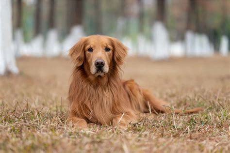 The Top 10 Best Golden Retriever Breeders In Ontario