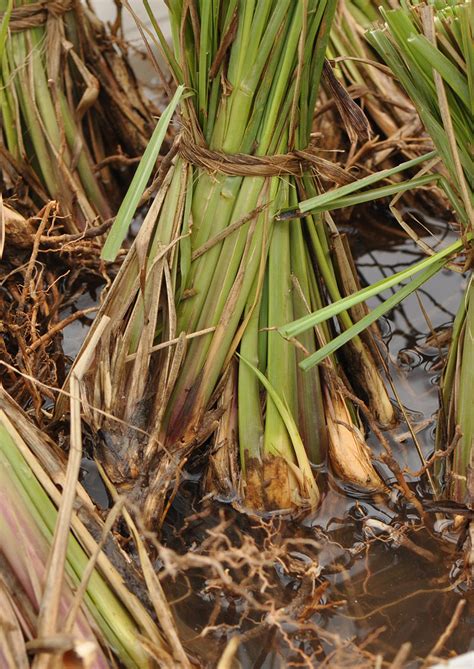 Live Roots - Grass Roots - Native American Seed
