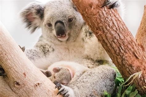 fakta menarik tentang koala buat kamu   kenalan   imut