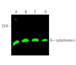cytochrome c Antibody (A-8) - Western Blotting - Image 371783