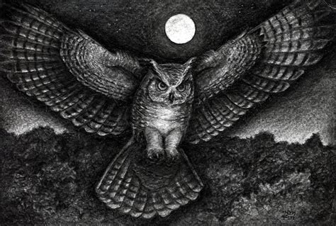 how to draw a real owl