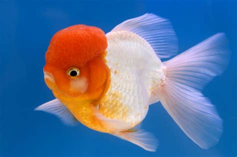 Goldfish Types For Aquariums