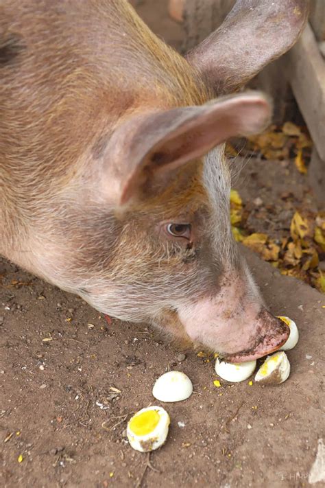Can Mini Pigs Eat Eggs at Timothy Beck blog