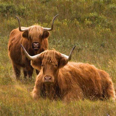 Morag and Hamish Photograph by John McKinlay - Pixels