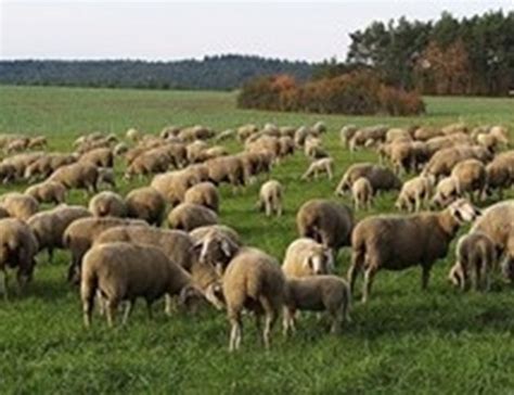 Порожанов: Всички овцевъди ще бъдат обезщетени за евтаназираните ...