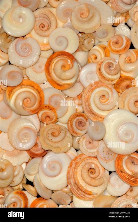 operculum  res stock photography  images alamy
