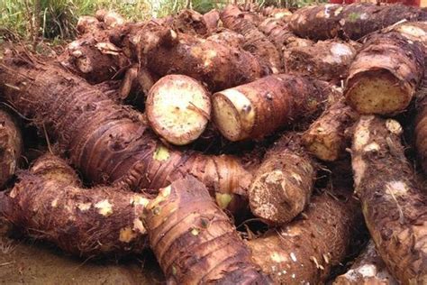 intip keunikan talas beneng  umbi raksasa asal pandeglang  mendunia