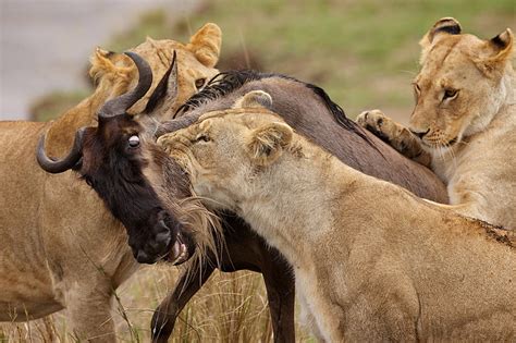 African Lion Hunting Antelope