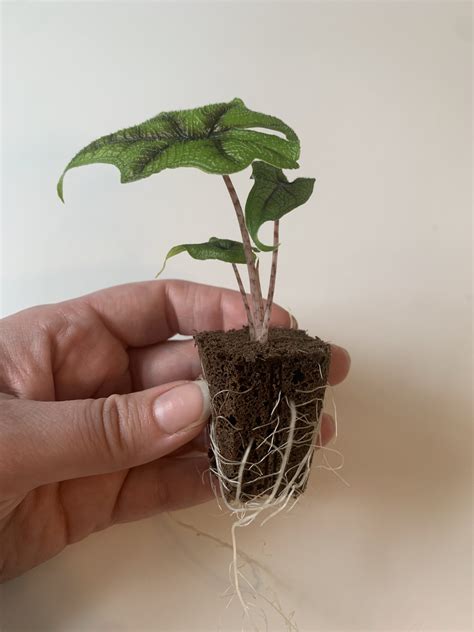 Alocasia Tandurusa/Jacklyn - The Regular Plant Co.