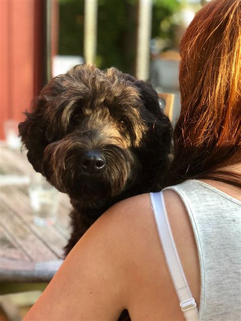 Lotus Life Labradoodle