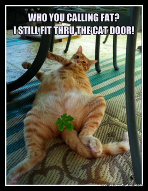 TABBY TUESDAY WITH MEMES - The Cat On My Head