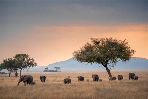 tanzanie narodni park serengeti serengeti national park safari zcajyj