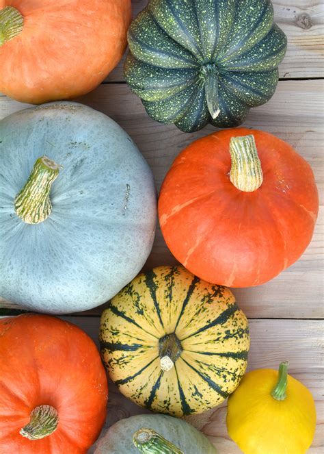 types  squash   guide  pics