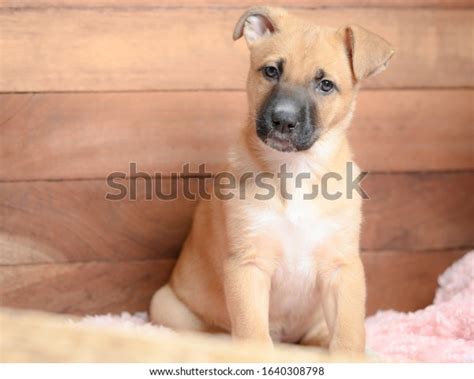 411 Black Mouth Cur Puppy Images, Stock Photos & Vectors | Shutterstock