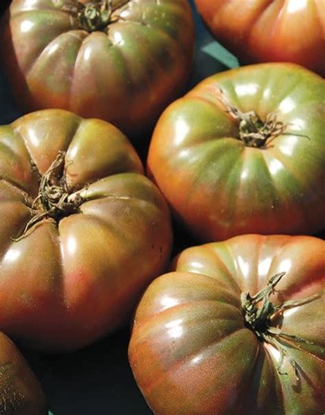 HM Cherokee Purple Tomato: 1/10 GRAM - Wagon Wheel