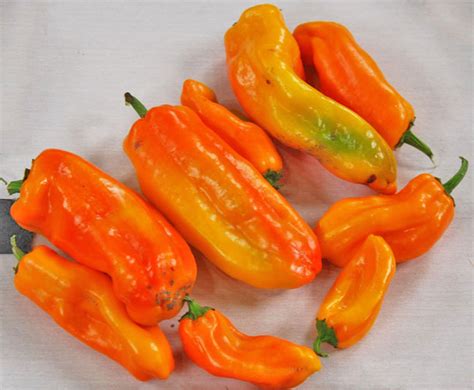 Marconi Pepper, Purple Seeds
