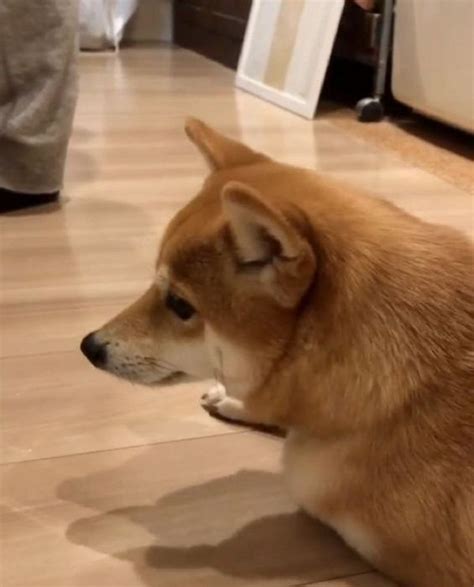 パパへの愛が溢れ出ちゃう！ キュンとする豆柴ちゃんの姿とは…♡｜いぬのきもちWEB MAGAZINE