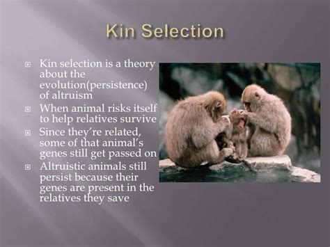 evolution  kin selection