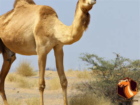 Survival of the Fittest: The Role of Camel Humps in Desert Climate