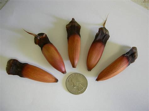 amazoncom germination seeds monkey puzzle tree oregon araucaria