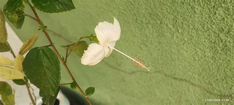 Hibiscus White Desi - Flowering Plants– Exotic Flora