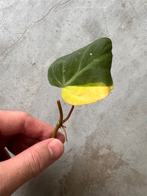 verigated micans  pink micans furniture home living gardening