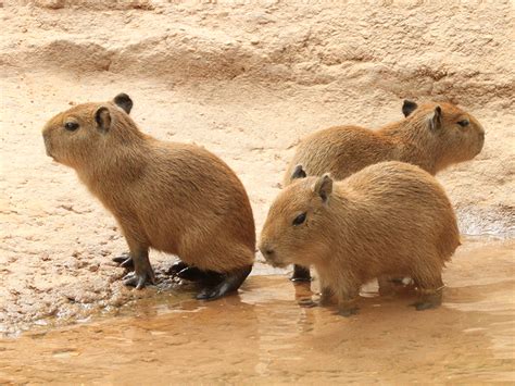 Capybara