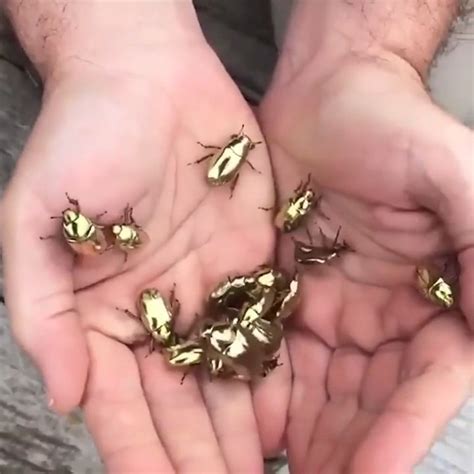 Bugs golden beetles – Artofit