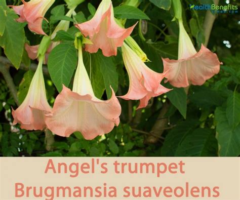 angels trumpet facts  health benefits