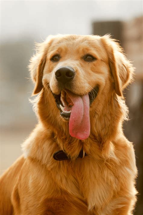 7 Essential Dog Care Tips Every Pet Owner Should Know - The Mommyhood Life