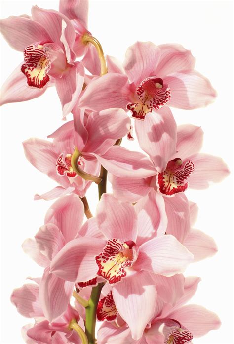 beautiful pink orchid   vase orchid pink wallpaper orchids