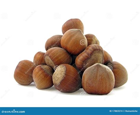 Hazel stock photo. Image of nutrition, food, isolated - 17883574