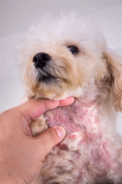 15 Types of Dog Skin Diseases With Pictures