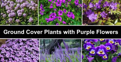 Ground Cover Plants With Purple Flowers (With Pictures) - Identification