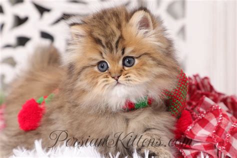 Doll Face Persians: The Classic Beauty of doll face Persian kittens