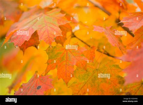 maple leaves  fall colors stock photo alamy