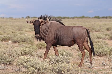 blue wildebeest restored  serengeti ecosystem  earth