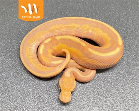 banana orange dream enchi fire ball python  markus jayne ball pythons