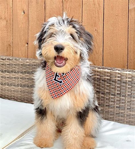 mini aussiedoodle full grown full adult size